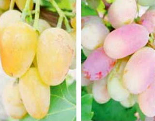 Інститут виноградарства і виноробства дослідив столові сорти винограду любительської селекції